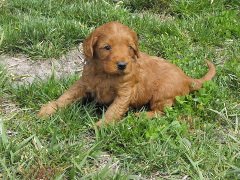 Orion - Goldendoodle Puppy