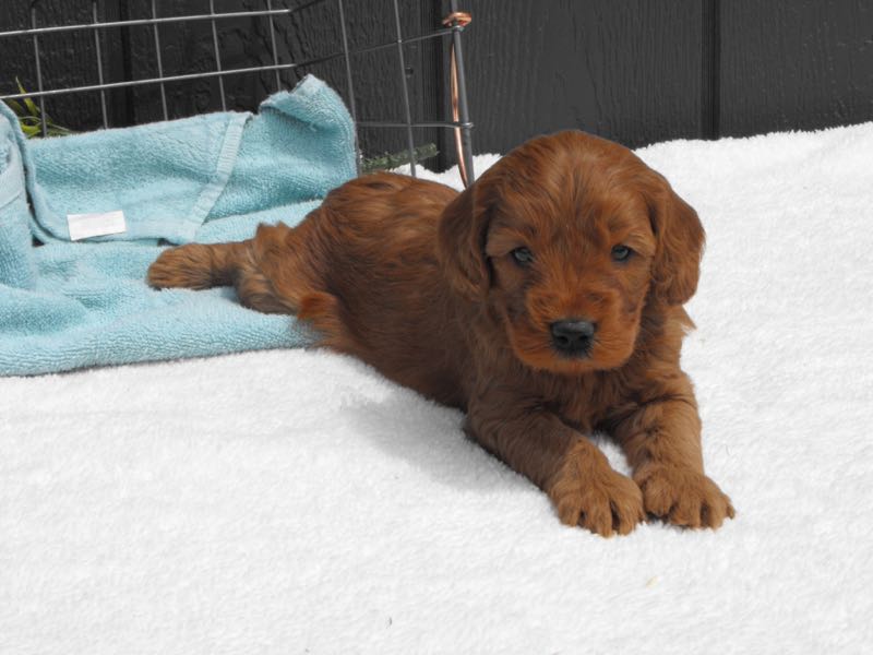 Orion - Goldendoodle Puppy