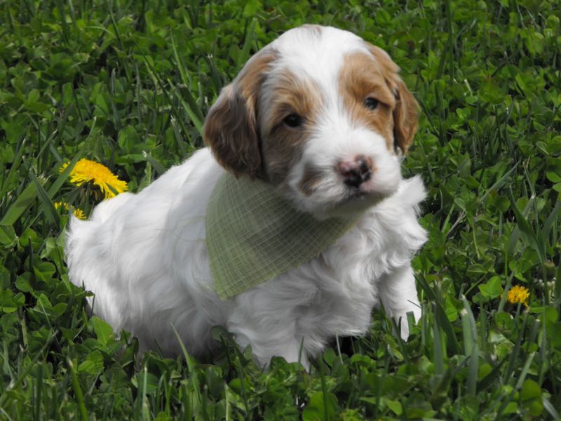 Oscar - Goldendoodle Puppy