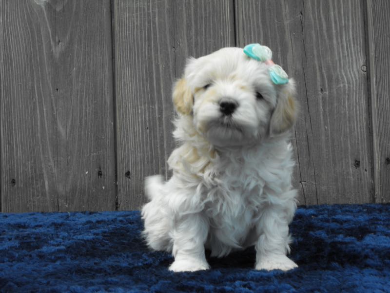 Pearl - Havapoo Puppy