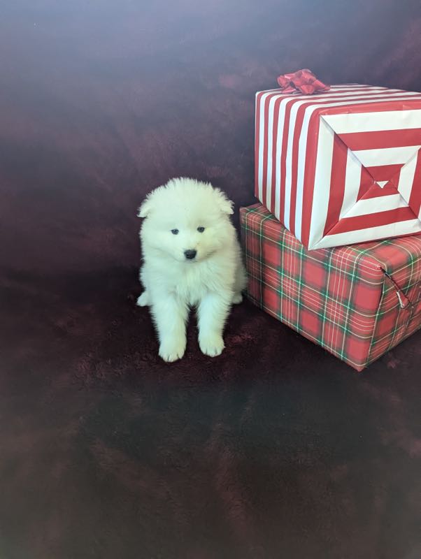 Angela - Samoyed Puppy