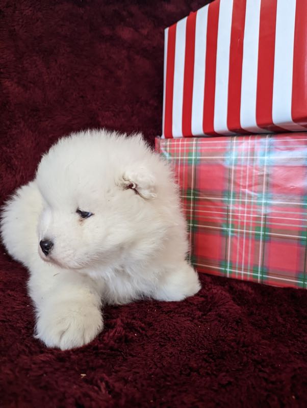 Brady - Samoyed Puppy