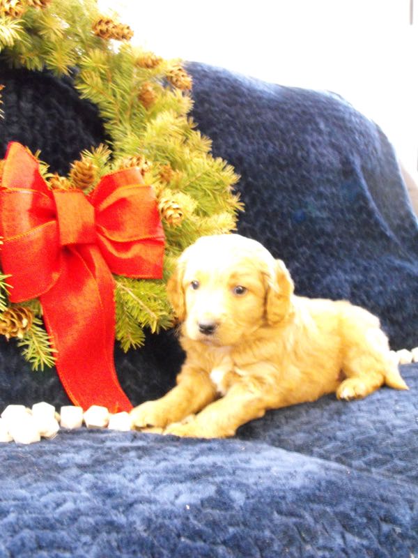 Tucker - Goldendoodle Puppy