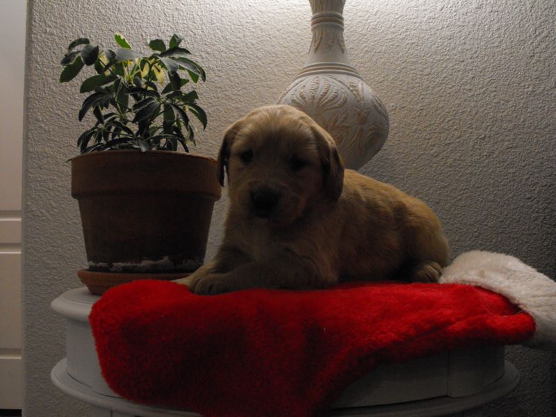 Utica - Golden Retriever Puppy