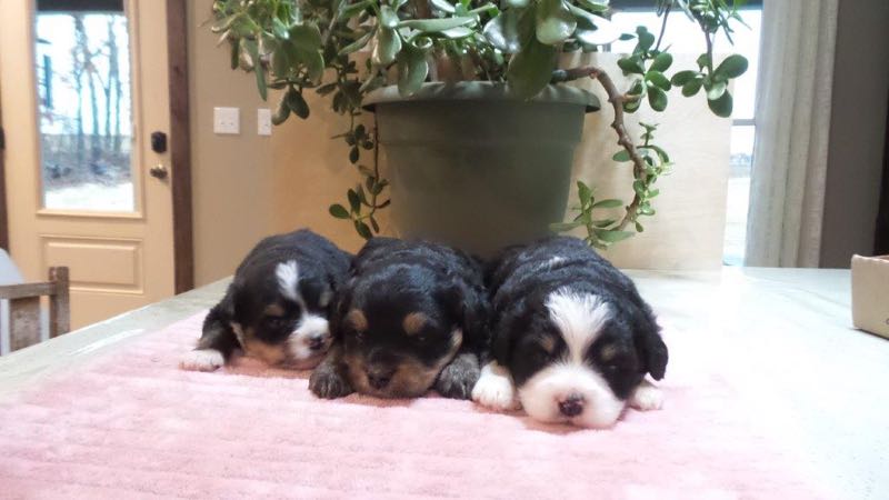 Nap Time! - Mini Bernedoodle Puppies