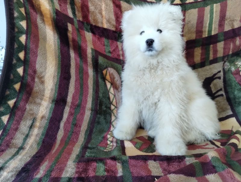 Annie - Samoyed Puppy