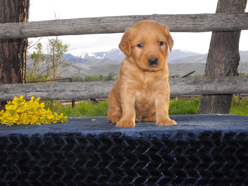 Zach - Golden Retriever Puppy