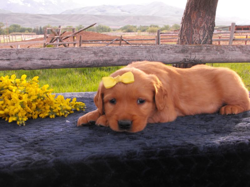Zach - Golden Retriever Puppy