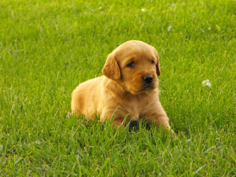 Zeke - Golden Retriever Puppy