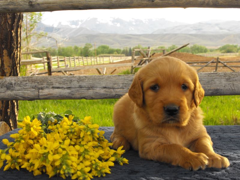 Zeke - Golden Retriever Puppy