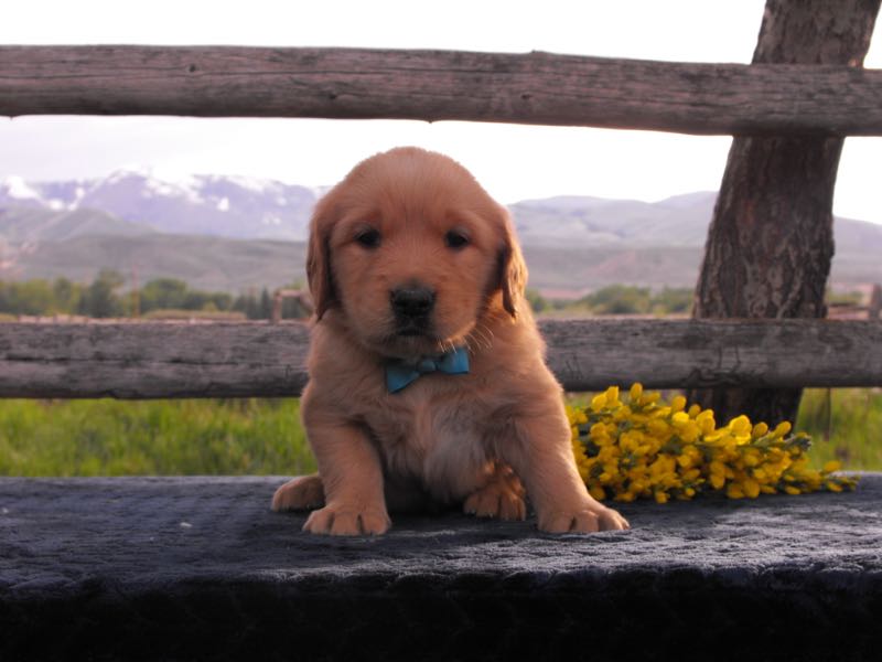 Zeuss - Golden Retriever Puppy