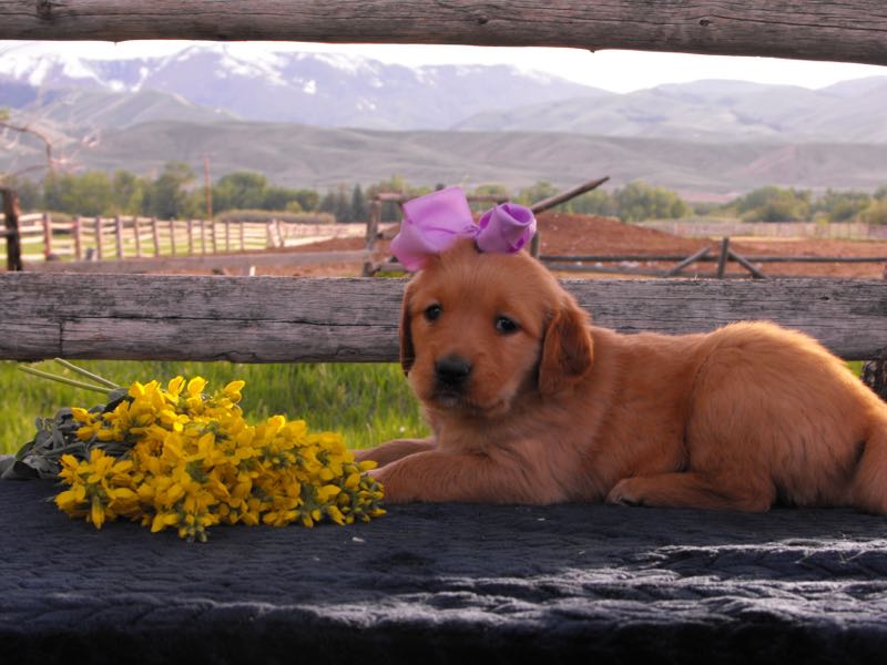 Zillow - Golden Retriever Puppy