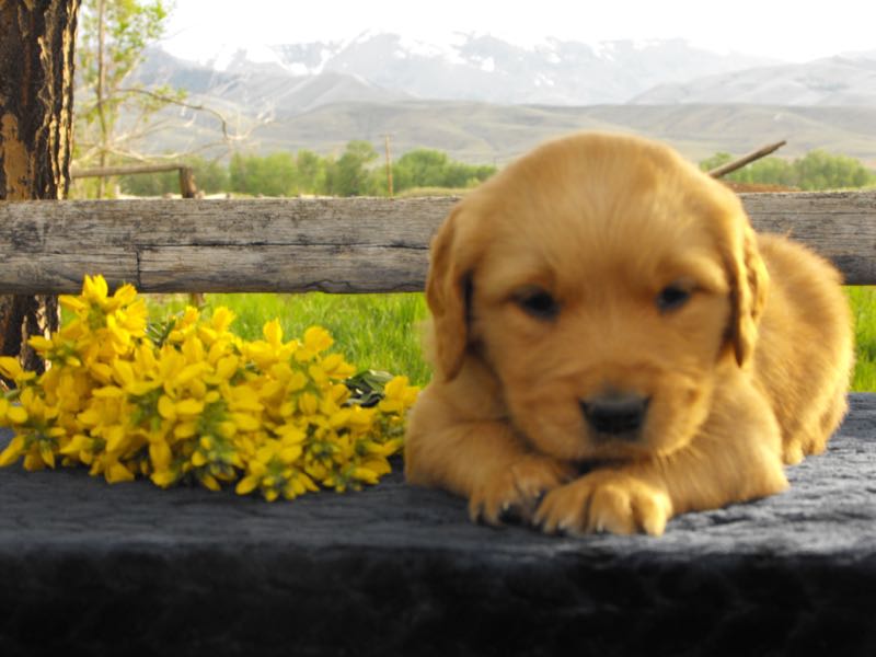 Zoey - Golden Retriever Puppy