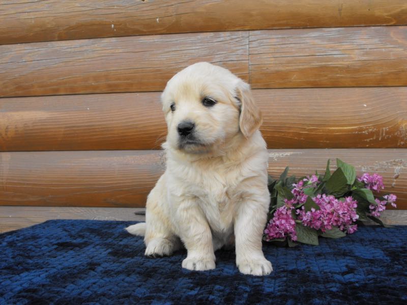 Allison - Golden Retriever Puppy