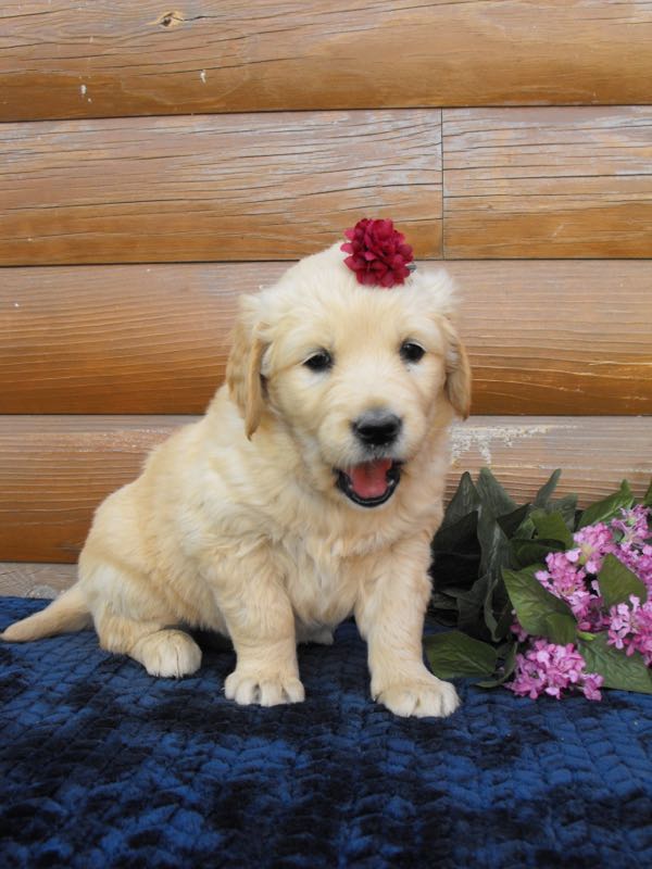Avery - Golden Retriever Puppy