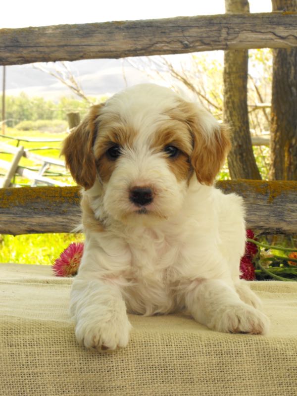 Cotton - Goldendoodle Puppy