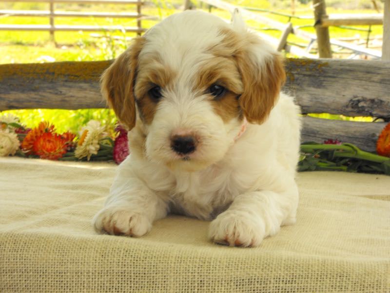Cotton - Goldendoodle Puppy