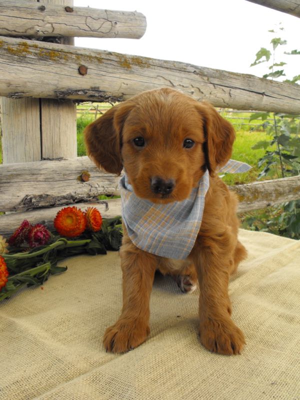 Cody - Mini Goldendoodle Puppy