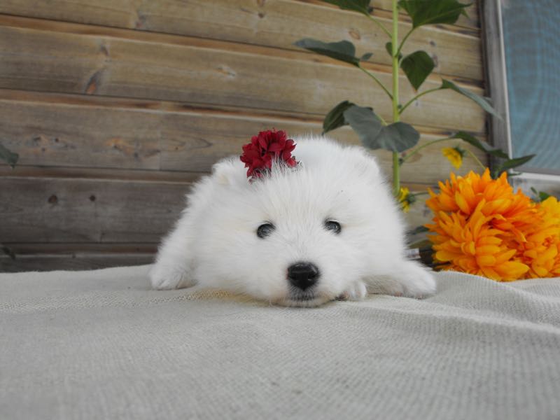 Daisy - Samoyed Puppy