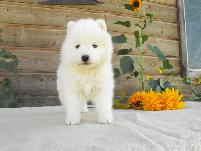 Dan - Samoyed Puppy