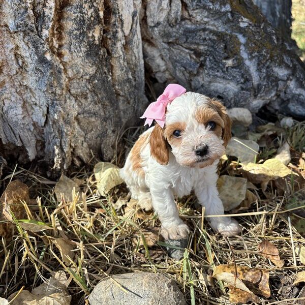 Seneca - Cavapoo Puppy