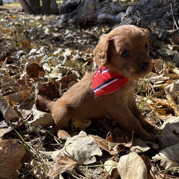 Shamrock - Cavapoo Puppy