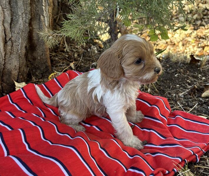 Slater - Cavapoo Puppy