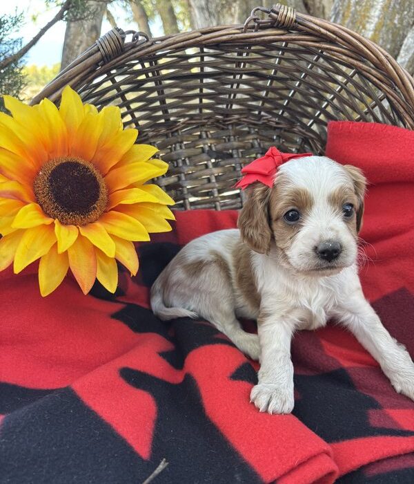 Sienna - Cavapoo Puppy