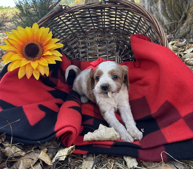 Sienna - Cavapoo Puppy