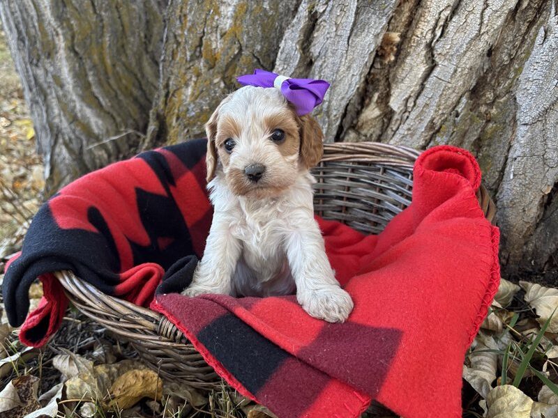 Summer - Cavapoo Puppy