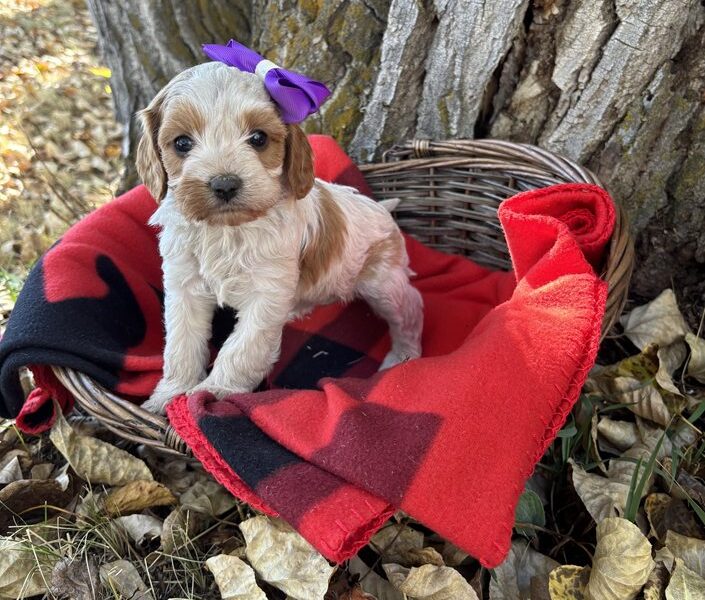 Summer - Cavapoo Puppy