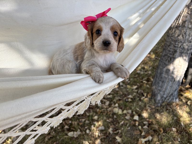 Sandy - Cavapoo Puppy