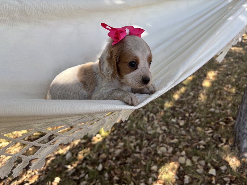 Sandy - Cavapoo Puppy