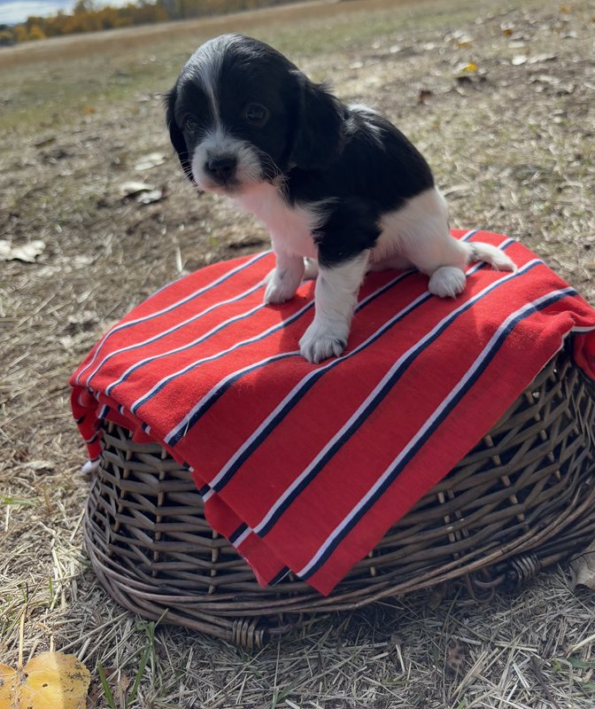 Tater - Cavapoo Puppy