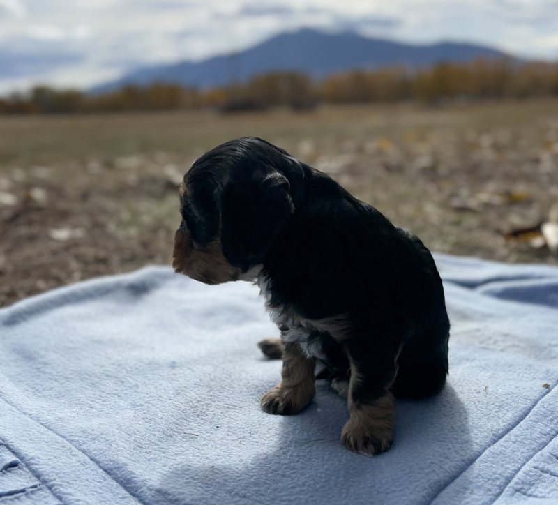 Teddy - Cavapoo Puppy