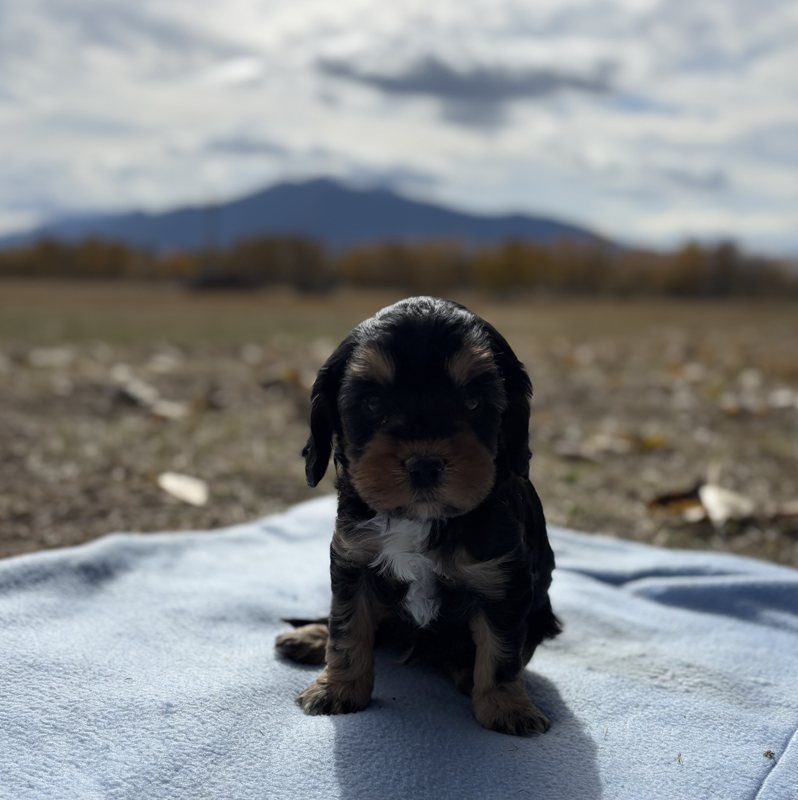 Teddy - Cavapoo Puppy