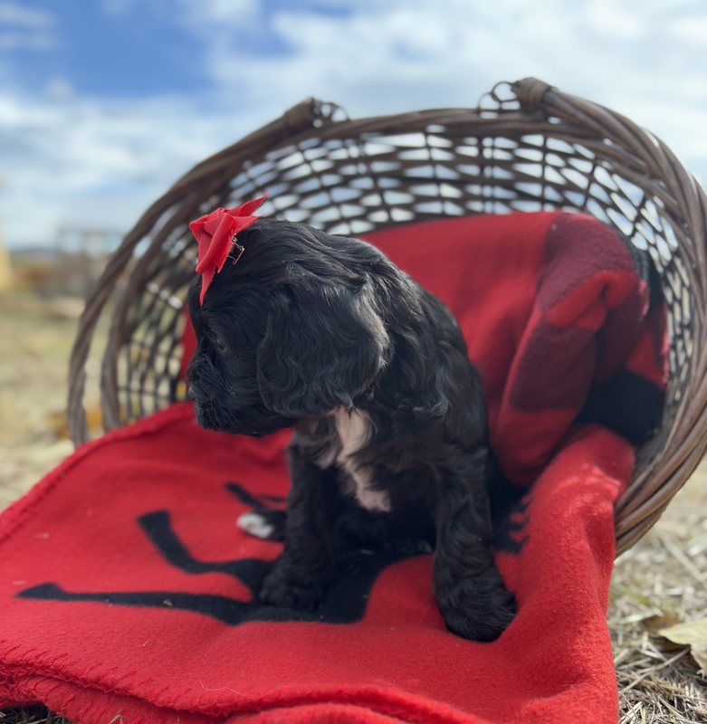 Tootsie - Cavapoo Puppy