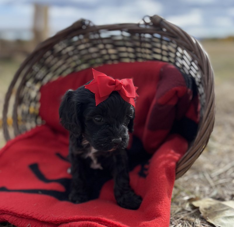 Tootsie - Cavapoo Puppy