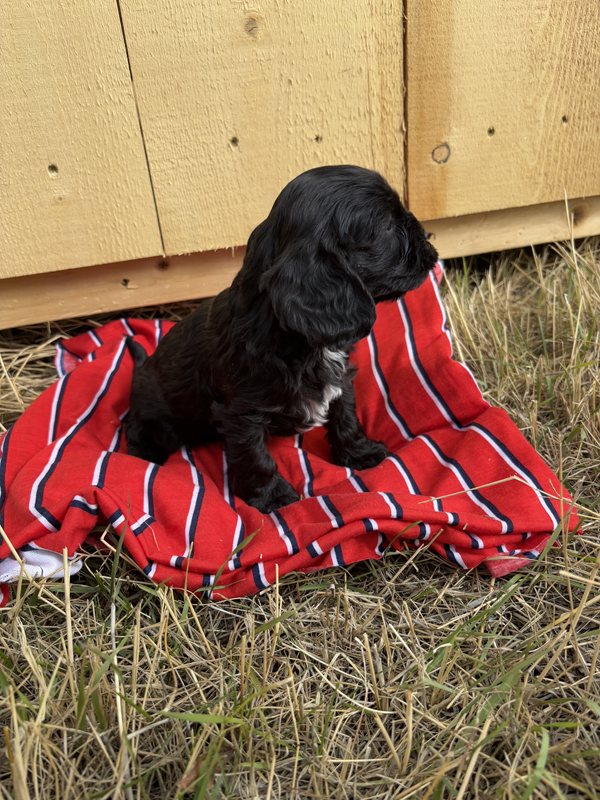 Trigger - Cavapoo Puppy