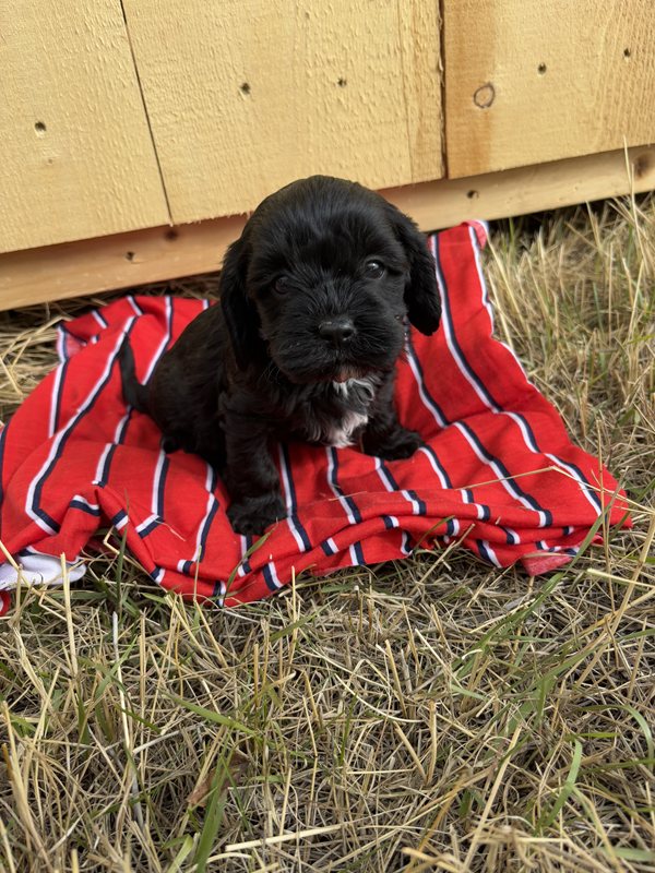 Trigger - Cavapoo Puppy