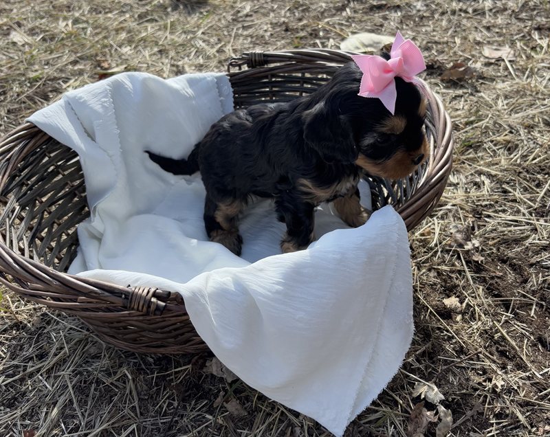 Trixie - Cavapoo Puppy