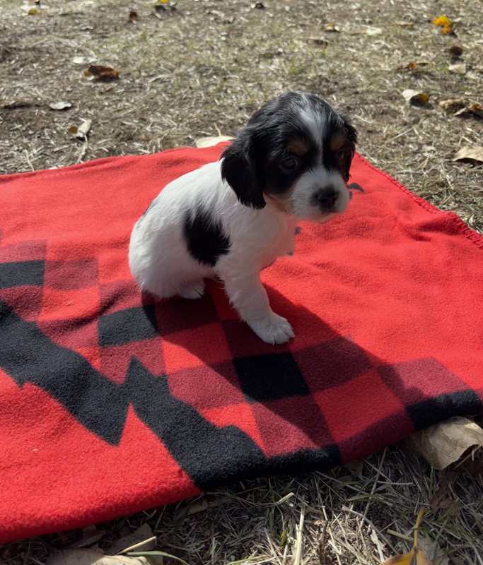 Tuffy - Cavapoo Puppy