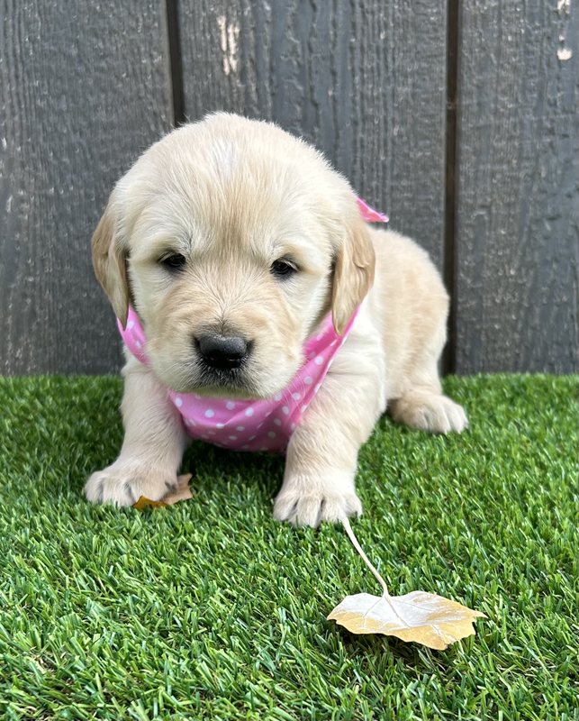 Ulana - Golden Retriever Puppy