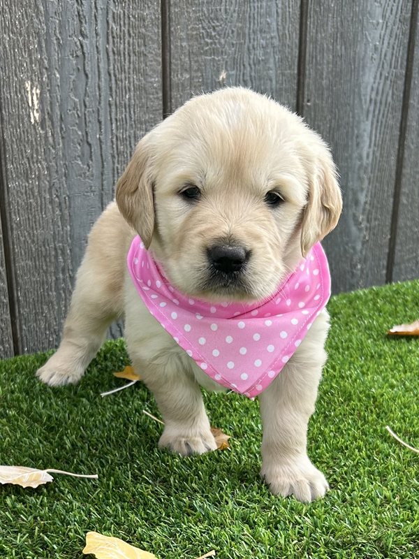 Ulana - Golden Retriever Puppy