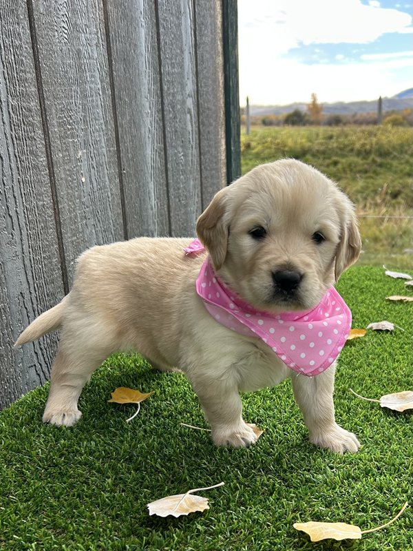 Ulana - Golden Retriever Puppy