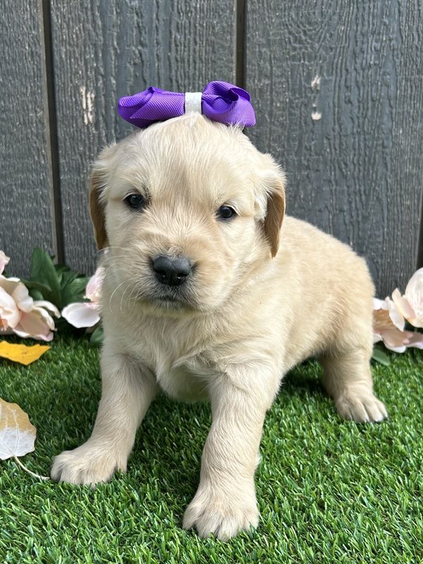 Ulexa - Golden Retriever Puppy