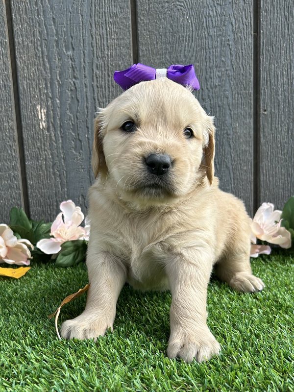 Ulexa - Golden Retriever Puppy