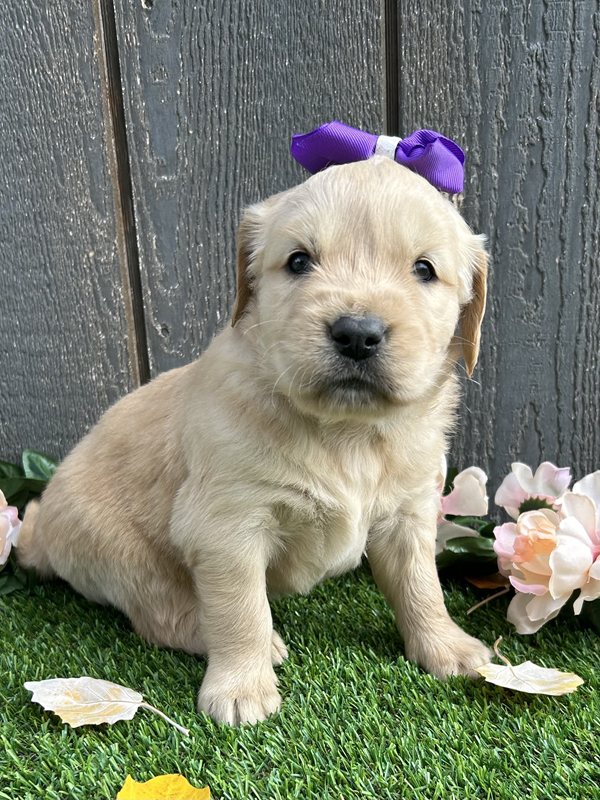 Ulexa - Golden Retriever Puppy