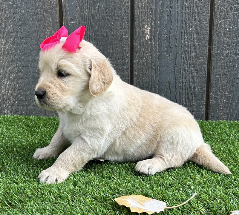 Ulissa - Golden Retriever Puppy