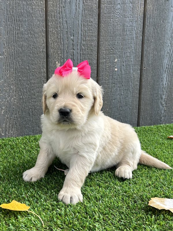 Ulissa - Golden Retriever Puppy